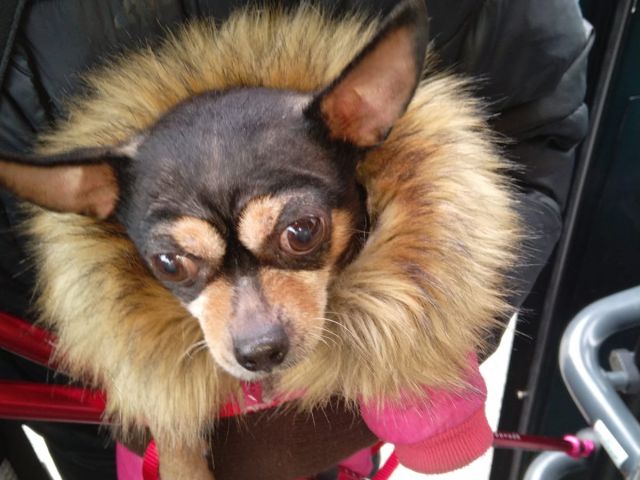  Autobusā kopā ar mājdzīvnieku